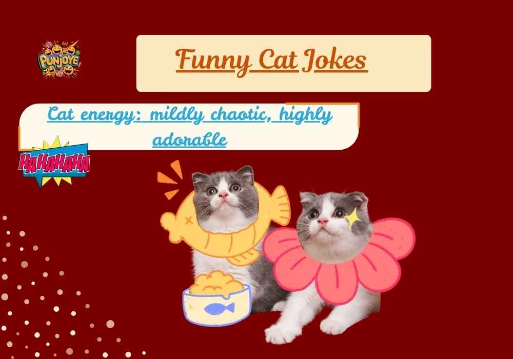 Funny Cat Jokes